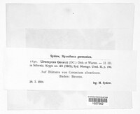 Uromyces geranii image